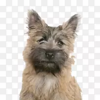 凯恩小猎犬丹迪迪蒙特猎犬曼彻斯特猎犬西高地白猎犬石仔-空若网 凯恩小猎犬丹迪迪蒙特猎犬曼彻斯特猎犬西高地白猎犬石仔-空若网