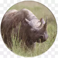 野牛陆生动物鼻子野生动物放牧野牛-空若网 野牛陆生动物鼻子野生动物放牧野牛-空若网