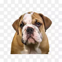 法国斗牛犬谷斗牛犬-空若网 法国斗牛犬谷斗牛犬-空若网