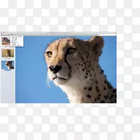 猎豹胡须猫毛鼻子猎豹-空若网 猎豹胡须猫毛鼻子猎豹-空若网