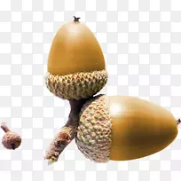 橡子夹艺术-橡子-空若网 橡子夹艺术-橡子-空若网