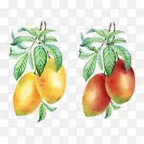 芒果布丁奥格里斯手绘芒果-空若网 芒果布丁奥格里斯手绘芒果-空若网