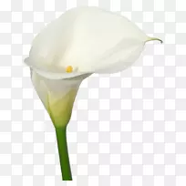 百合花-空若网 百合花-空若网