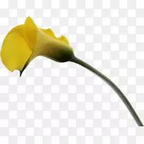 �ٺϻ�-������