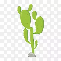 仙人掌科仙人掌-空若网 仙人掌科仙人掌-空若网