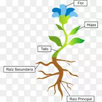 ����ֲ����������������Ҷ��-ֲ��-������