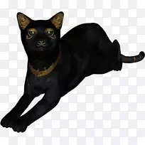 埃及Mau kitten sphynx猫-埃及-空若网 埃及Mau kitten sphynx猫-埃及-空若网