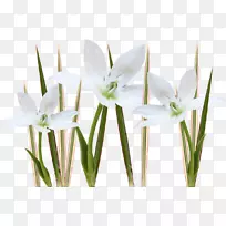 花卉切花花瓣植物茎花盆-空若网 花卉切花花瓣植物茎花盆-空若网