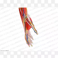 血管肌肉解剖肌肉系统神经手-空若网 血管肌肉解剖肌肉系统神经手-空若网