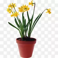 花盆室内植物花束-空若网 花盆室内植物花束-空若网