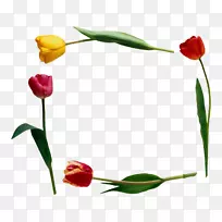 郁金香花剪贴画-彩色郁金香-空若网 郁金香花剪贴画-彩色郁金香-空若网