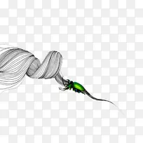 昆虫白色-简单的白线昆虫-空若网 昆虫白色-简单的白线昆虫-空若网