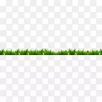 香根草绿茎大黄-植物-空若网 香根草绿茎大黄-植物-空若网