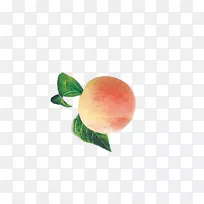 桃下载水果-桃-空若网 桃下载水果-桃-空若网