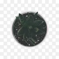 ����ʮ��Ը��������������ֲ��-������