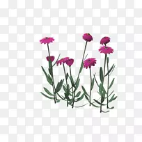 野菊花图-粉红色菊花设计-空若网 野菊花图-粉红色菊花设计-空若网