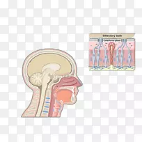 喉部解剖亚当氏苹果咽喉呼吸系统-鼻子-空若网 喉部解剖亚当氏苹果咽喉呼吸系统-鼻子-空若网