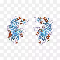 肾素-血管紧张素系统在蛋白质结构中的应用血管紧张素原-空若网 肾素-血管紧张素系统在蛋白质结构中的应用血管紧张素原-空若网