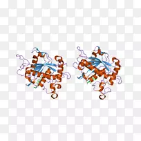 凝血酶丝氨酸蛋白酶凝固ADAM 17-空若网 凝血酶丝氨酸蛋白酶凝固ADAM 17-空若网
