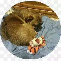 狗鼻子猫鼻子-小狗-空若网 狗鼻子猫鼻子-小狗-空若网