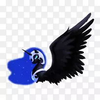 食肉鸟羽毛翅鸟-空若网 食肉鸟羽毛翅鸟-空若网