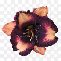 博客花日记百合花剪花-空若网 博客花日记百合花剪花-空若网