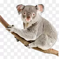 考拉熊摄影澳大利亚皇室免费考拉-空若网 考拉熊摄影澳大利亚皇室免费考拉-空若网