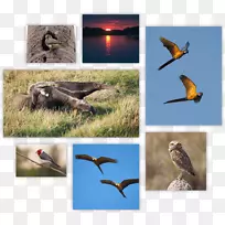 Beak生态系统动物群-动物-空若网 Beak生态系统动物群-动物-空若网