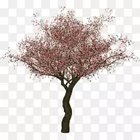 ÷����֦����������-������