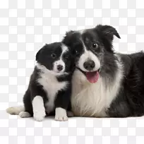 �߾�����Ȯ���ֲ�����Ȯ���⻬����Ȯ��С������Ӣ������Ȯ-С��-������