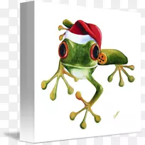 真正的树蛙-圣诞树青蛙-空若网 真正的树蛙-圣诞树青蛙-空若网