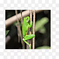 昆士兰州丹特里河动物群-森林-空若网 昆士兰州丹特里河动物群-森林-空若网