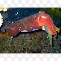 �Ĵ�����ͷ����-������