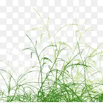 插图.风中摇曳的草-空若网 插图.风中摇曳的草-空若网