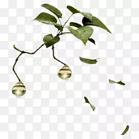 树枝灌木叶夹艺术树-空若网 树枝灌木叶夹艺术树-空若网