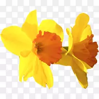 水仙花自然科学科学家剪辑艺术科学-空若网 水仙花自然科学科学家剪辑艺术科学-空若网