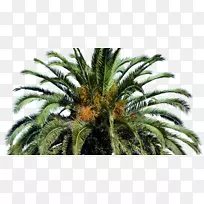 ���ƿƽ�˿ȸ���������-������