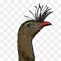 喙冠类动物羽毛-空若网 喙冠类动物羽毛-空若网