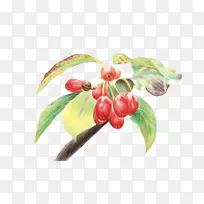 彩色铅笔画水彩画-樱桃果品图-空若网 彩色铅笔画水彩画-樱桃果品图-空若网