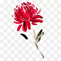 澳大利亚花画瓦拉塔菊花-无花果漆红菊花-空若网 澳大利亚花画瓦拉塔菊花-无花果漆红菊花-空若网