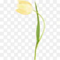 郁金香植物茎芽花瓣草-郁金香-空若网 郁金香植物茎芽花瓣草-郁金香-空若网