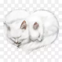 猫须-空若网 猫须-空若网