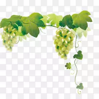 奥格里斯葡萄-空若网 奥格里斯葡萄-空若网