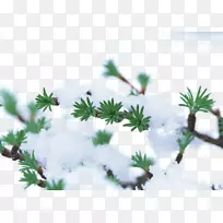 冬季植物树雪霜-雪树枝-空若网 冬季植物树雪霜-雪树枝-空若网