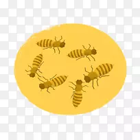 蜜蜂-空若网 蜜蜂-空若网