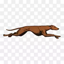 狗大猫野生动物狗-空若网 狗大猫野生动物狗-空若网