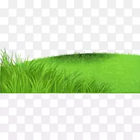 香根草、麦草、马草、草书-新鲜草甸草-空若网 香根草、麦草、马草、草书-新鲜草甸草-空若网