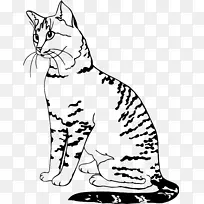 小胡子猫野猫家养短毛猫-空若网 小胡子猫野猫家养短毛猫-空若网