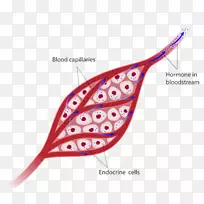 内分泌腺内分泌系统激素人体-空若网 内分泌腺内分泌系统激素人体-空若网