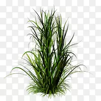 植物剪贴画-空若网 植物剪贴画-空若网